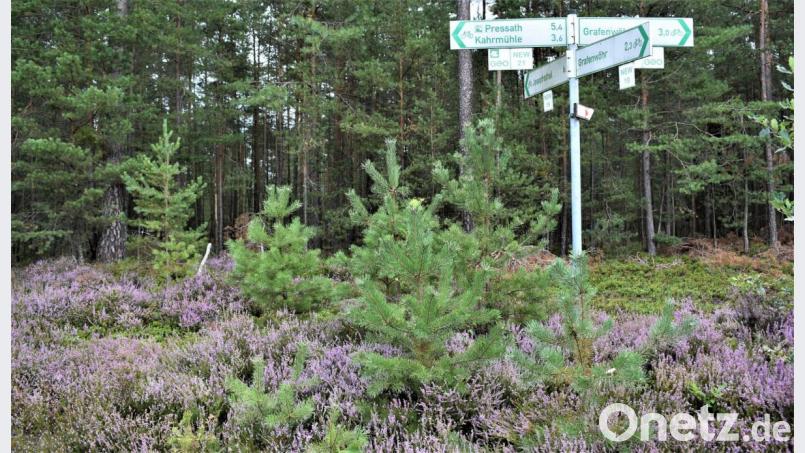 Die Heide blüht Bild: rgr