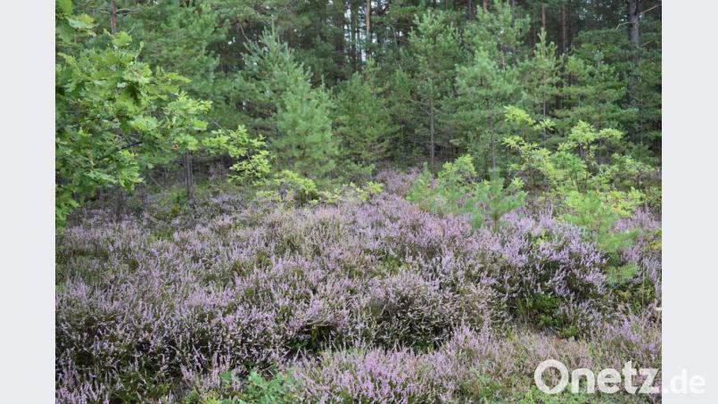 Die Heide blüht Bild: rgr