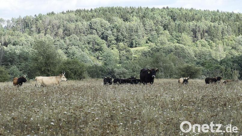 Wanderer können auf dem Rundweg um das Naturschutzgebiet Grubenfelder Leonie die Auerochsen beobachten. Ein hölzernes Exemplar entsteht derzeit mit Fördermitteln aus dem Regionalbudget, vermittelt über die Frankenpfalz. Bild: sck