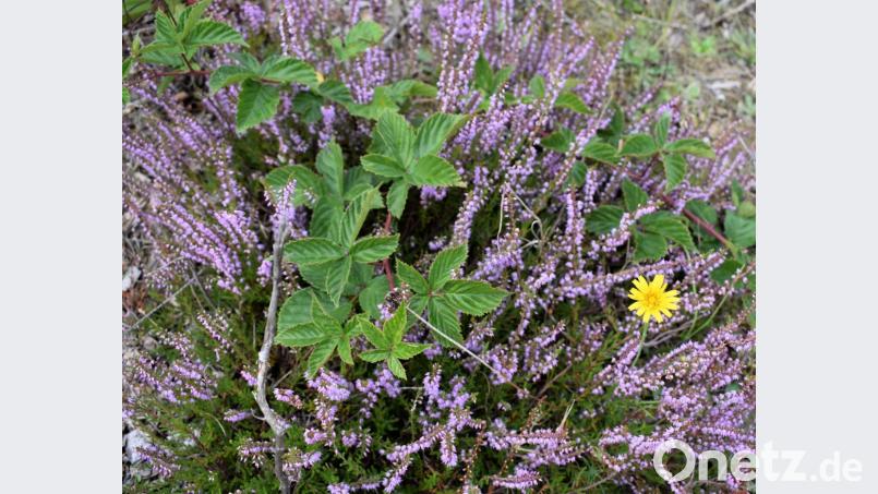 Die Heide blüht Bild: rgr