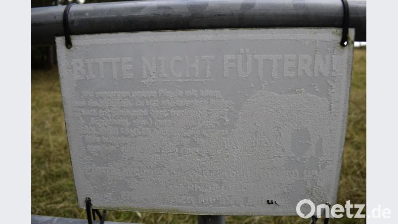 Ausgebleichtes Schild am Auerochsen-Gehege. Bild: sck
