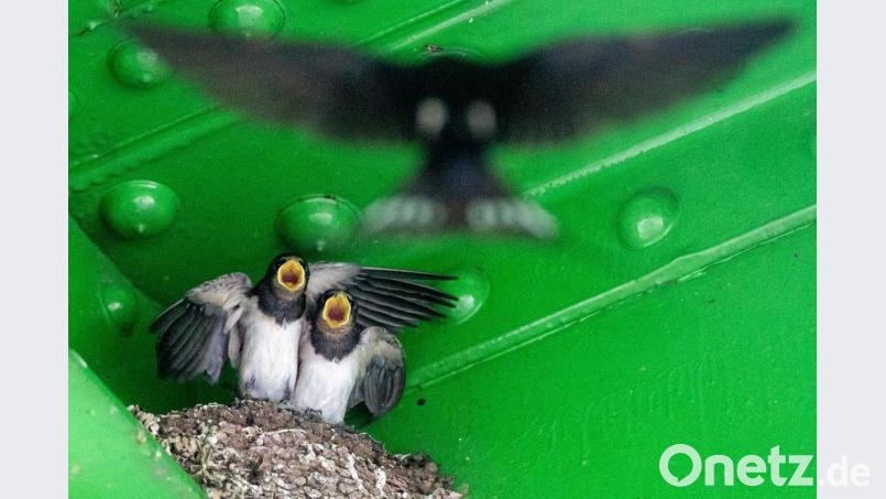 Auch durch die Modernisierung der Landwirtschaft wird es für Schwalben immer schwieriger, geeignete Nistplätze zu finden. Durch den dramatischen Insektenschwund besteht Nahrungsknappheit. Archivbild: Klaus-Dietmar Gabbert/dpa