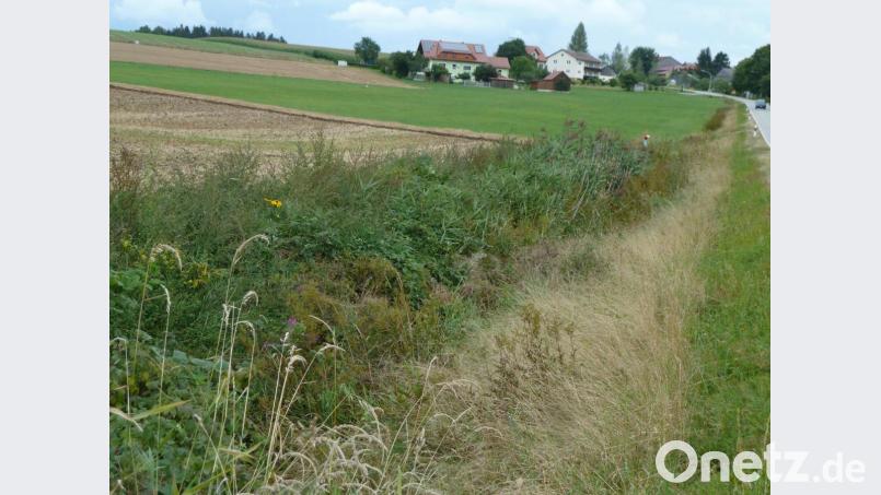 Bereits vorbildlich: Ein hügeliger Grünstreifen zwischen Feld und Flussbett verhindert Ausschwemmungen. Die Murach fließt zwischen Oberlangau (Bild) und Mitterlangau ein Stück der Straße entlang. Bild: Portner