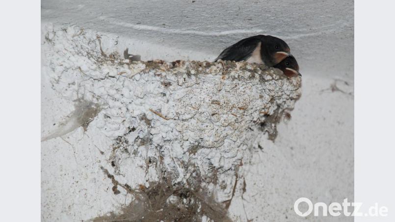 Zwei Schwalbenjunge im Stall von Familie Häupl: Vor ihnen liegt eine 1200 Kilometer lange Reise ins Winterquartier südlich der Sahara. Bild: cvl