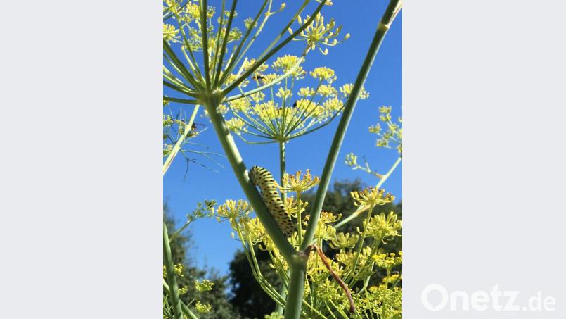 Eine Schwalbenschwanz-Schmetterlings-Raupe in einem Garten der Teilnehmerinnen. Bild: Christine Böhm/exb