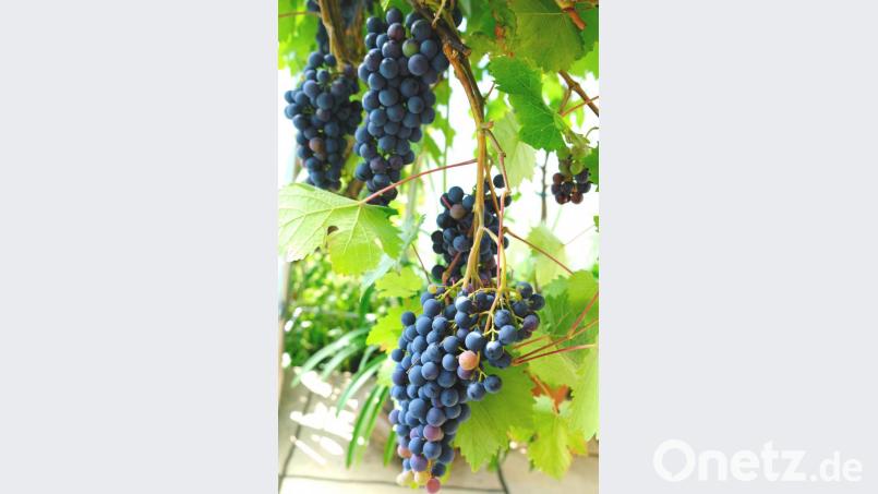 Vermutlich ist es die Klimaerwärmung, die in Eschenbach aus früher sauren Gewächsen süße Reben mit Qualität heranwachsen lässt Bild: do