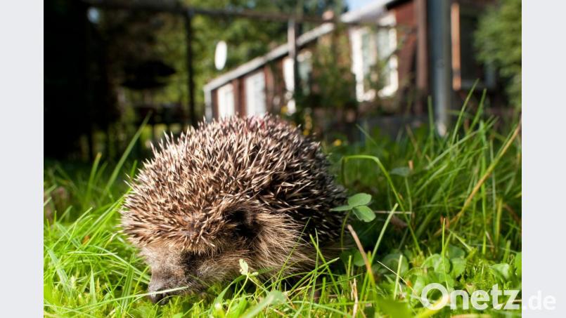 Igel sind häufiger zu Gast im Garten. Für Mähroboter sind sie im dichten Gras oftmals kein wahrzunehmendes Hindernis. Bild: Klaus-Dietmar Gabbert/dpa