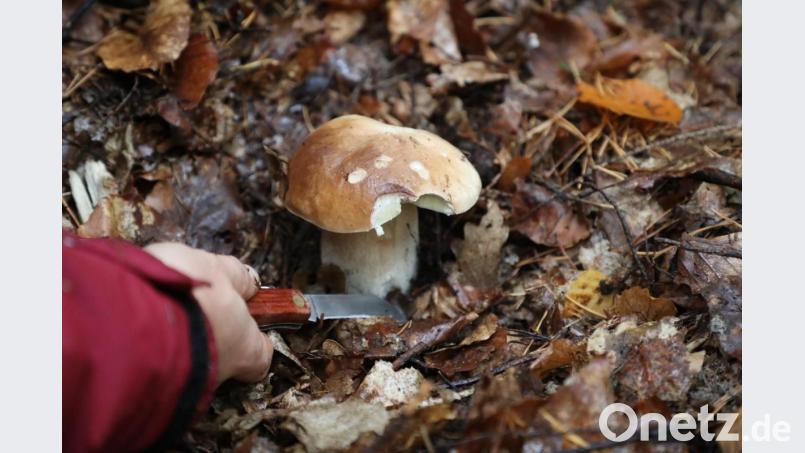 Die Schwammerl-Sammler sind schon ganz heiß auf die Saison. Denn durch den Regen der vergangenen Tage könnten die Steinpilze schon bald sprießen. Symbolbild: Bodo Schackow/dpa