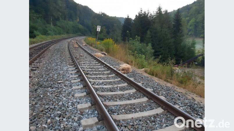 Ein Regionalexpress konnte nicht mehr bremsen und fuhr am Samstagabend in eine Schafsherde. Bild: Bundespolizei Waldmünchen
