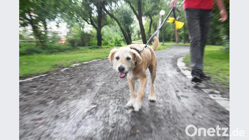 Hundehalter sollen ab nächstem Jahr dazu verpflichtet werden, ihrem Hund genügend Auslauf zu garantieren. Bild: Gabi Schönberger