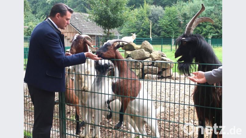 Landrat Thomas Ebeling lockte die Ziege mit Futter an den Zaun. Bild: Hirsch