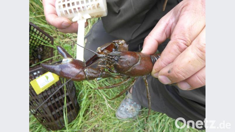 So sieht er aus, der Signalkrebs in der Lauterach. Bild:  Isabel Lautenschlager, Naturpark Hirschwald/exb