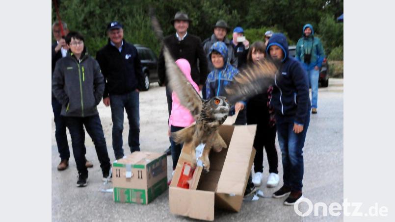 Der letzte der drei auszuwildernden Uhu verlässt seinen Transportkarton und hebt ab in Richtung Freiheit. Mit einer Größe von circa einem halben Meter und einem Gewicht von zwei Kilo sind die etwa vier Monate alten Jungtiere durchaus eine imposante Erscheinung. Bild: Stephan Huber