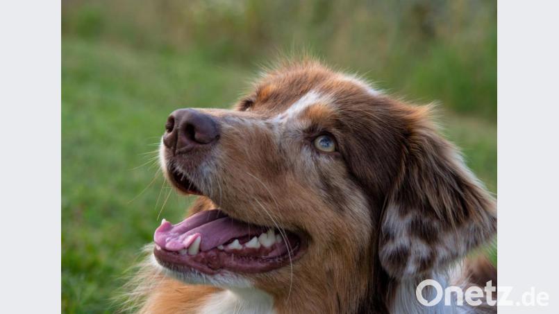 „Hund Balu“ von Sabine Fehn, aufgenommen beim ersten Workshop im Freien. Bild: tu