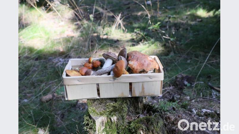 Die Pilz-Saison 2020 könnte so manchem Schwammerl-Sucher einen tollen Fang bescheren. Bild: Bodo Schackow/dpa