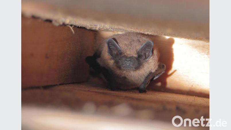 Ertappt! Ein Abendsegler hängt im Fledermauskasten und wartet darauf, bis es dunkel wird und er zur Insektenjagd ausfliegen kann. Bild: Hermann Rank/exb