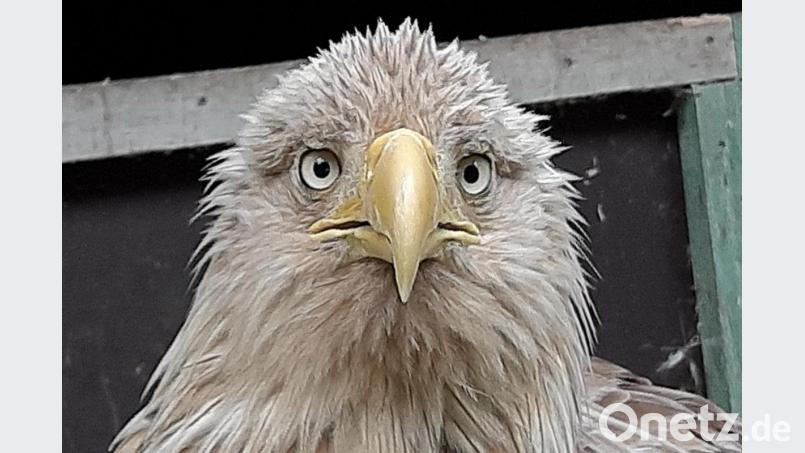 Ein junger Seeadler. Symbolbild: dpa