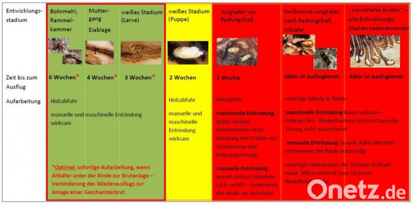 Zeitschiene: Die verschiedenen Stadien des Borkenkäferbefalls. Bild: Michael Bartl/exb