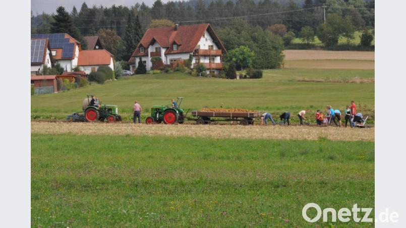 Kartoffelernte wie früher. Bild: ak