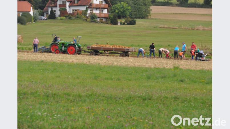 Kartoffelernte Bild: ak