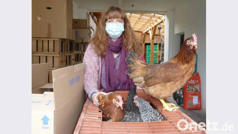 Neugierig und recht zutraulich schauen diese Hühner um sich, als Monika Menzl-Hirmer sie am Verkaufstag von der Kiste in die Schachtel packt. Zuvor hat sie die Tiere nach Vorbestellung im Stall eingefangen. Die Kunden müssen aufgrund der Corona-Hygieneregeln an der Ausgabestelle im Hof warten. Bild: Portner
