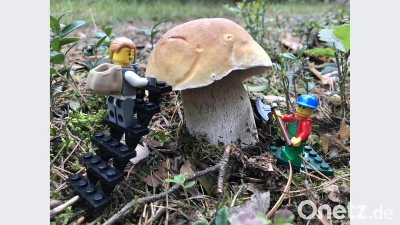Davon träumt der Pilzfreund: Ein Steinpilz, so groß, dass er zu zweit gefällt werden muss. Auch witzig dürfen die Schwammer fotografiert werden, die wir in unserer Galerie vorstellen. Bild: za