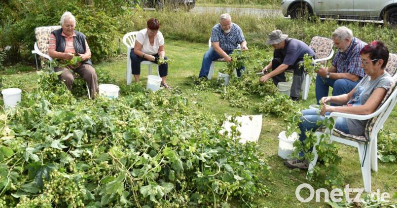 Mit großem Engagement waren in Illschwang die Hopfenzupfer bei der Sache. Links die Ehrenvorsitzende Frieda Dehling, die viel von der guten alten Zeit zu erzählen wusste. Bild: no