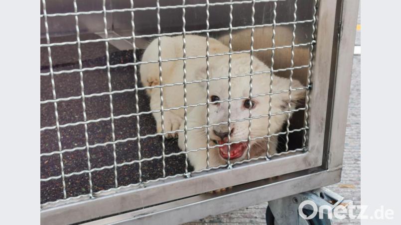 Nach einem Unfall auf der A5 in Baden-Württemberg ist in einem Fahrzeug ein Löwe entdeckt worden. Bild: Julian Buchner