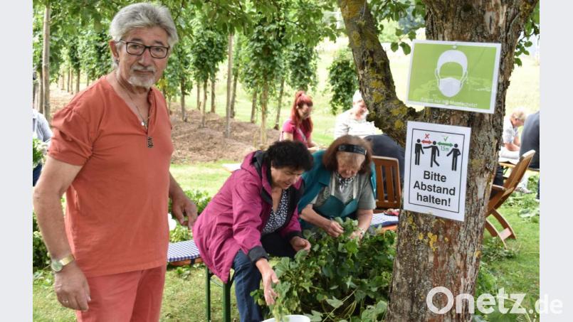 Während des diesjährigen Hopfenzupfens achtete Vorsitzender Lorenz Geitner, bei dem wieder alle Fäden zusammenliefen, auf die Einhaltung der Hygienevorschriften in Zeiten der Corona-Pandemie. Bild: no