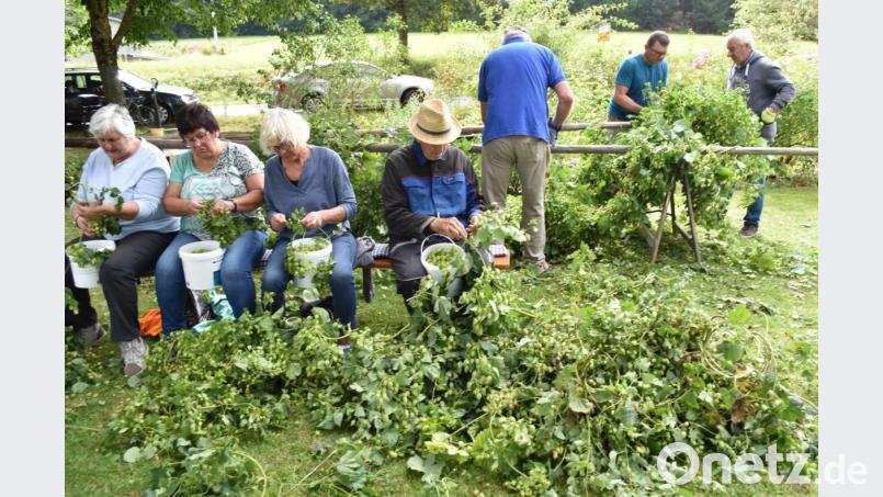 Während die eine Gruppe von Helfern mit dem Zupfen beschäftigt war, legte eine andere Gruppe die Stangen um und ringelte den Hopfen ab. Bild: no