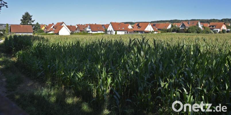 Im Drillingsfeld soll zwischen Kleeweg und Ernteweg die 
achtgruppige Kindertagesstätte Winterstraße gebaut werden. Bild: Petra Hartl