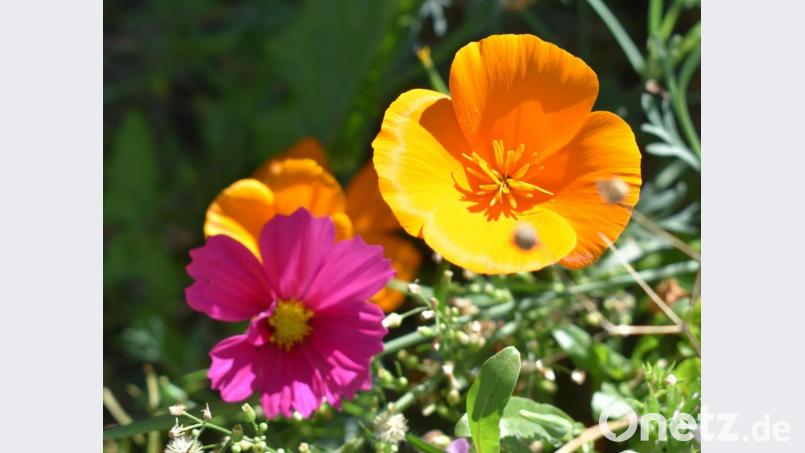 Neben schönen Blumen ist auch der "Goldmohn" (rechts) noch in den Gärten zu finden. Bild: rgr