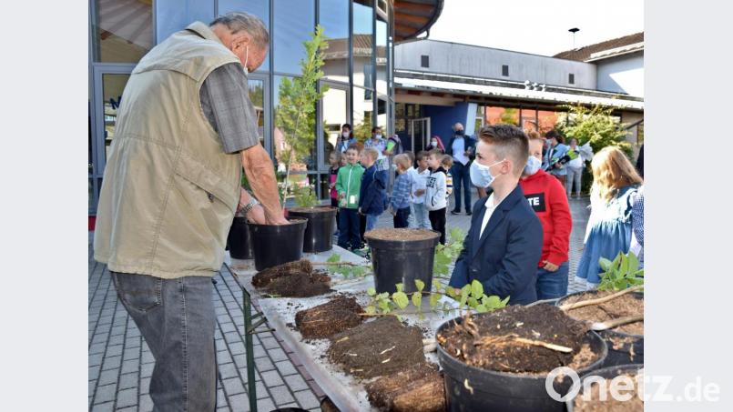 Für jeden Erstklässler gab es in Schnaittenbach ein Einschulungsbäumchen, frisch vom Obst- und Gartenbauverein eingepflanzt. Bild: tat