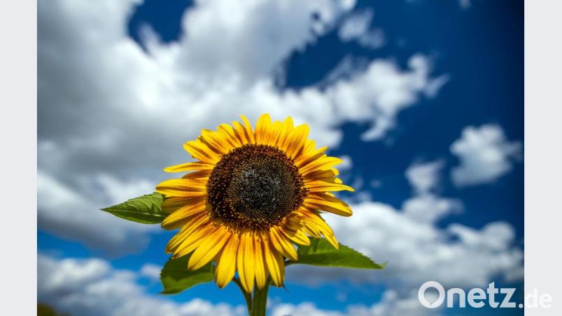 Sonnig und mit milden Temperaturen zeigt sich das spätsommerliche Wetter. Bild: Jens Büttner/dpa