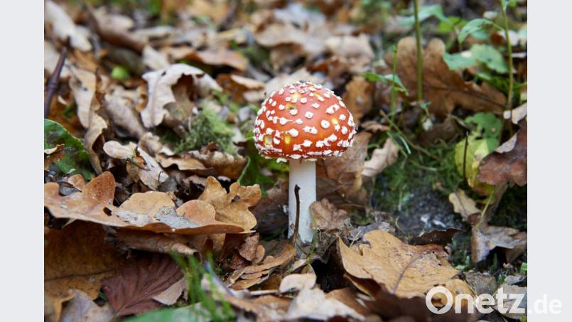 Fliegenpilz (Amanita muscaria) im herbstlichen Garten. Symbolbild: Andreas Schoelzel
