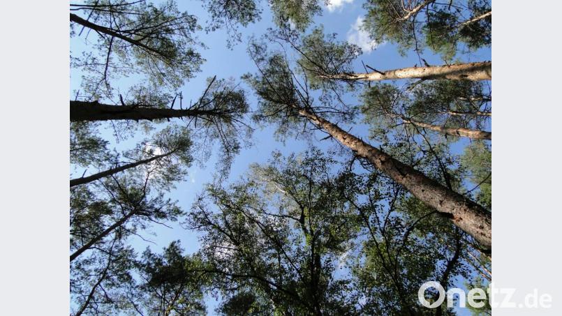 Stellen sie sich vor: Sie liegen auf dem Waldboden, ihr Blick geht zu den leicht wiegenden Baumkronen.
Alles ist ruhig. Sie hören nur das knacksen der Äste ein Rauschen des Waldes. Bild: Christa Münster/exb
