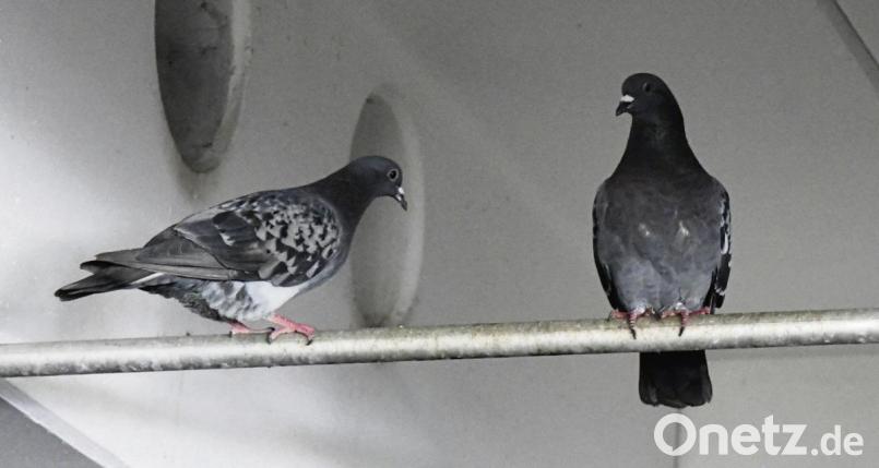 Verwilderte Haustauben bereiten in Städten viele Probleme. Bild: Petra Hartl