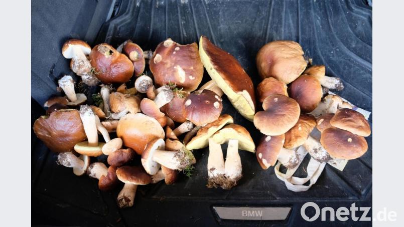 Schwammerlfund Bild: do