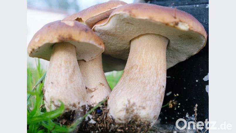 Der Schwammerlfund von Gerhard Prösl. Bild: do