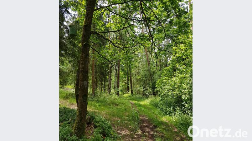 Vom Erholungsgebiet bis zum wertvollen Lebensraum: Die Funktionen des Waldes sind vielfältig. Der Zustand des Oberviechtacher Stadtwalds hat Förster Markus Lobinger den Stadträten erläutert. Symbolbild: mp