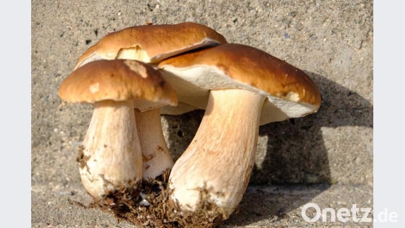 Schwammerlfund Bild: do