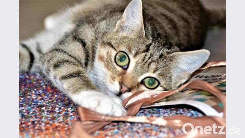 Katze Antonia ist eher scheu und versteckt sich schon mal gerne. Bild: hcz