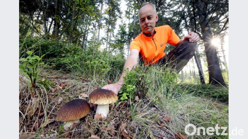 Förster Bernhard Kraus von den Bayerischen Staatsforsten mit dem Objekt der Begierde für alle Pilzfreunde: zwei Steinpilze Bild: Martin Hertel, Forstbetrieb Fichtelberg/exb
