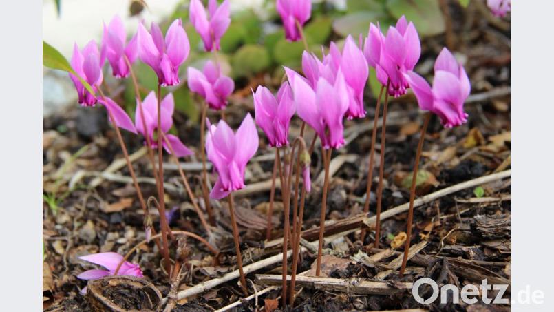 Ein Alpenveilchen als Herbstbote. Bild: ero