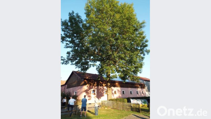 In Lengenfeld soll nach dem Willen eines Landwirts die Esche am Spielplatz gefällt werden. Dem erteilt der Bauausschuss Kümmersbruck eine Absage. Bild: e