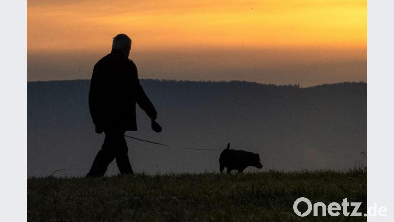 Ein Gassigeher-Team möchte einer Frau beim Ausführen ihres Hundes helfen. Die Hundehalterin sitzt im Rollstuhl und kann selbst nicht mehr mit ihrem Vierbeiner spazieren gehen. Symbolbild: Sebastian Gollnow/dpa