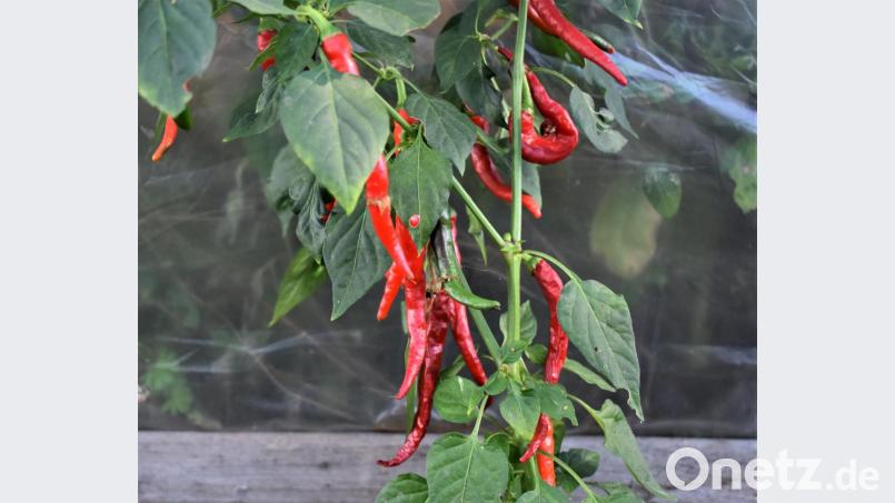Rot und feurig sind diese Chili. Bild: rgr