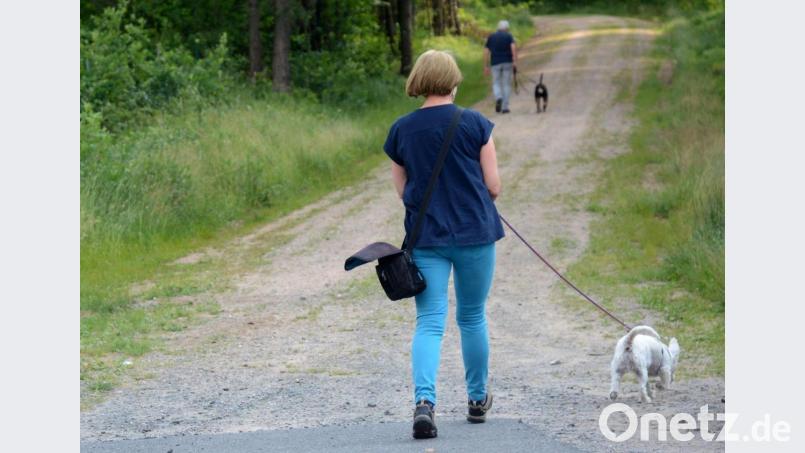 Spitz Benni aus dem Landkreis Schwandorf darf bei seinem Frauchen bleiben und, wie der Hund auf dem Bild, wieder Gassi gehen. Ehrenamtliche Helfer holen den Hund zwei Mal täglich für eine Runde ab. Symbolbild: Gabi Schönberger