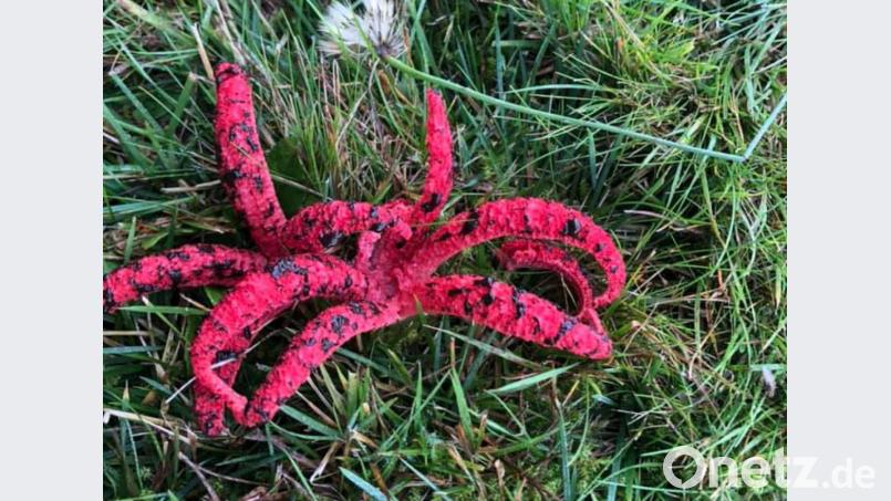 Urlauber aus Köln fanden bei Waldeck bei Kemnath beim Spazierengehen einen Tintenfischpilz. Bild: Schultes/exb