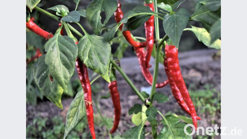 Rot und feurig sind diese Chili. Bild: rgr
